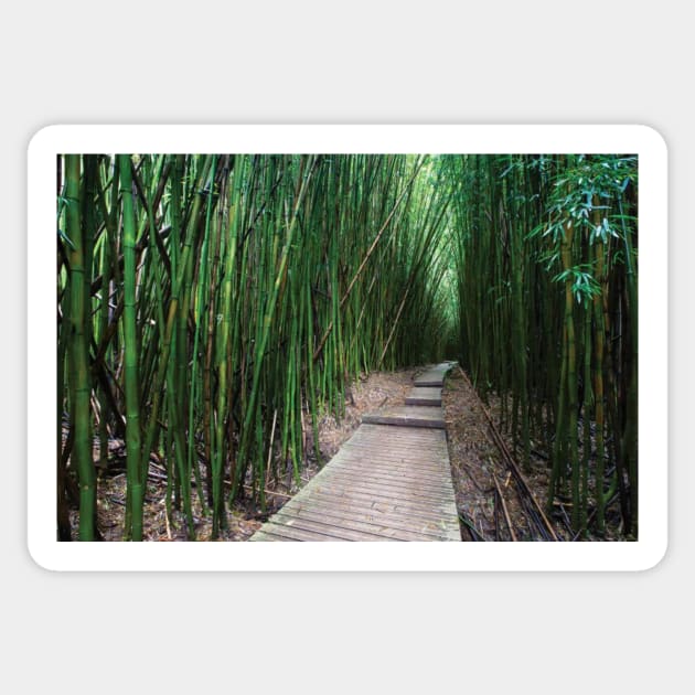 Boardwalk Through Bamboo Pipiwai Trail Hakeakala National Park Kipahulu Sticker by HammiltenJohn